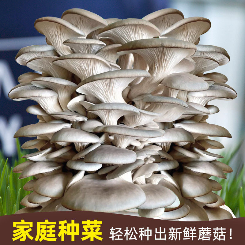 速发蘑菇种植包家种自种菌包平菇香菇灵芝磨菇种可食用菌种金针菇
