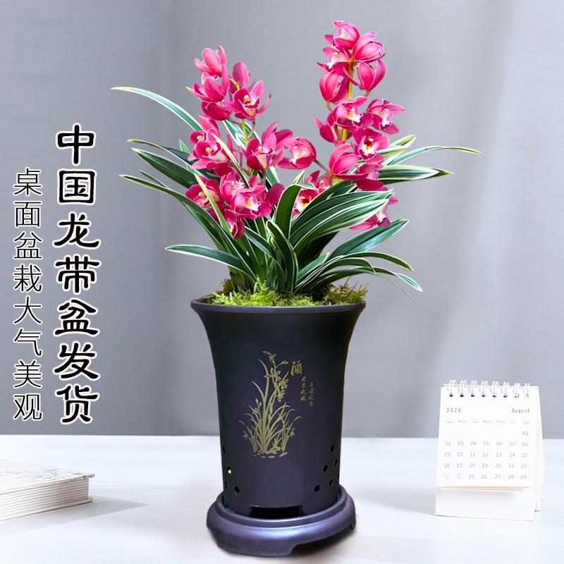 速发大花蕙兰冬国龙兰人苗中带花苞出售桌面懒花盆栽花卉带盆好养