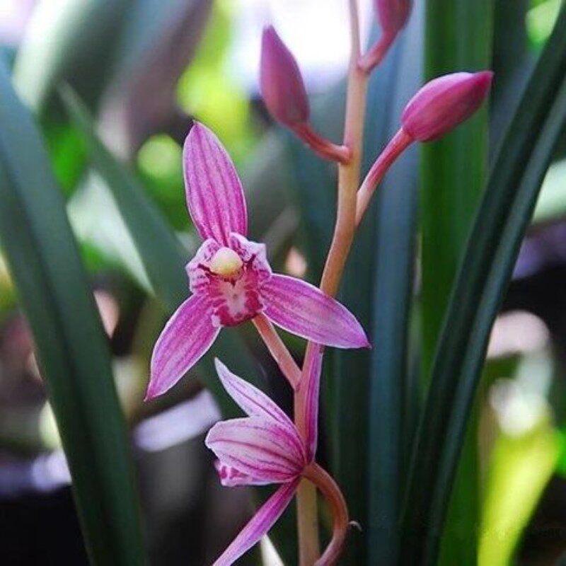 红芽红艺精品兰花盆栽 浓香建兰红花花卉 四季兰办u公室名贵兰花