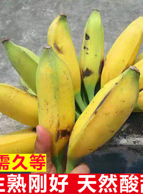 生熟刚好酸甜口广东大蕉酸甜芭蕉