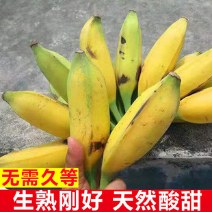 广东大蕉酸甜大芭蕉新鲜超大号当季现摘自然熟蕉孕妇老人儿童辅食