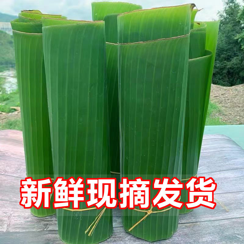 广东芭蕉叶摆盘大蕉叶新鲜香蕉叶子包糍粑巴蕉叶粽子现摘傣式垫叶
