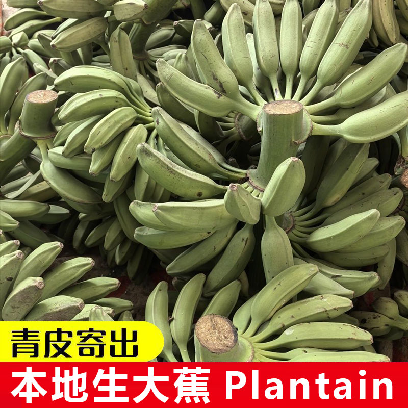 Plantainafrica广东本地生大蕉