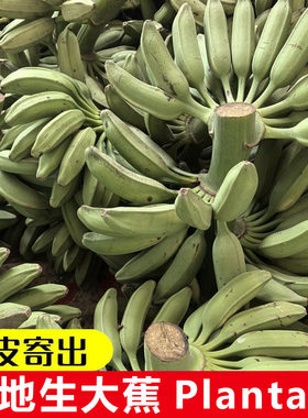 Plantainafrica广东本地生大蕉