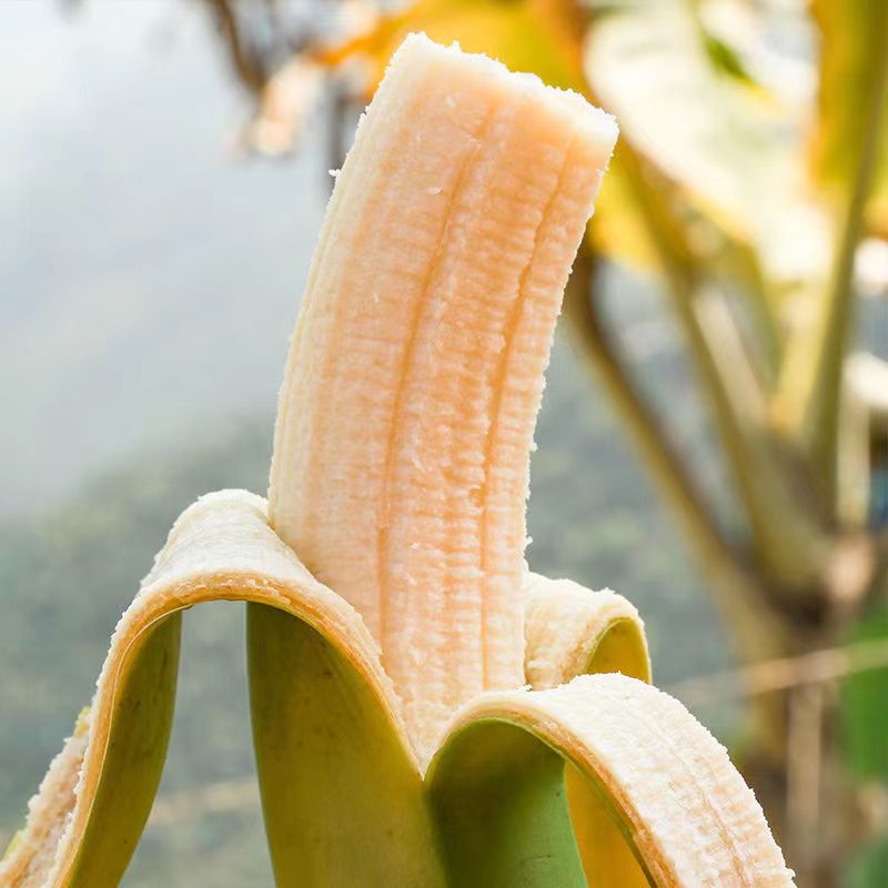 高州香蕉广东本地香蕉不泡药水