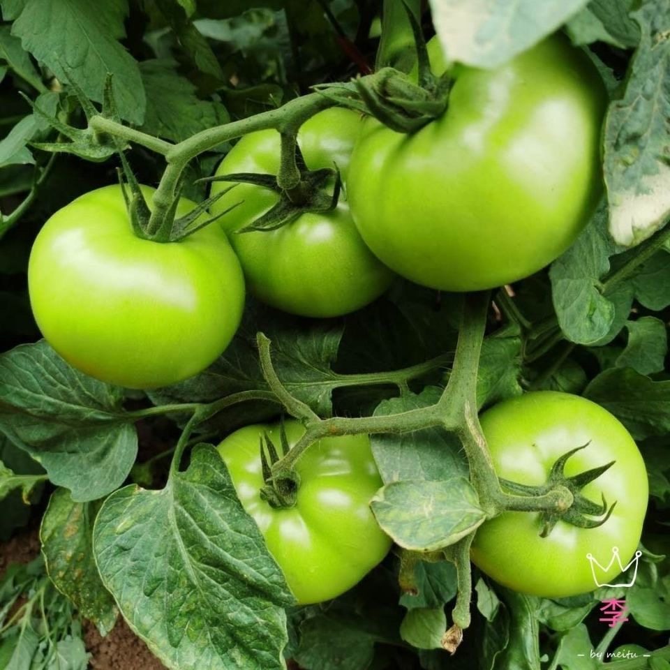 青西红柿新鲜农家自种青番茄未成熟炒菜专用,水产肉类/新鲜蔬果/熟食,番茄,淘宝优惠券,粉丝福利购,淘宝优惠卷