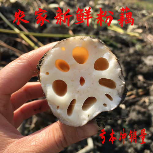 湖北莲藕农家煲汤面藕老品种藕新鲜篱笆藕现挖现发中间段