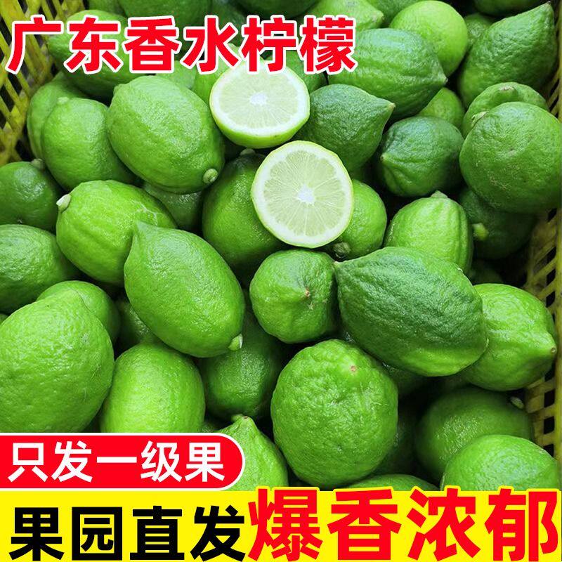 [无籽]广东香水柠檬 青柠檬奶茶店专用 鸭屎香柠檬一级果
