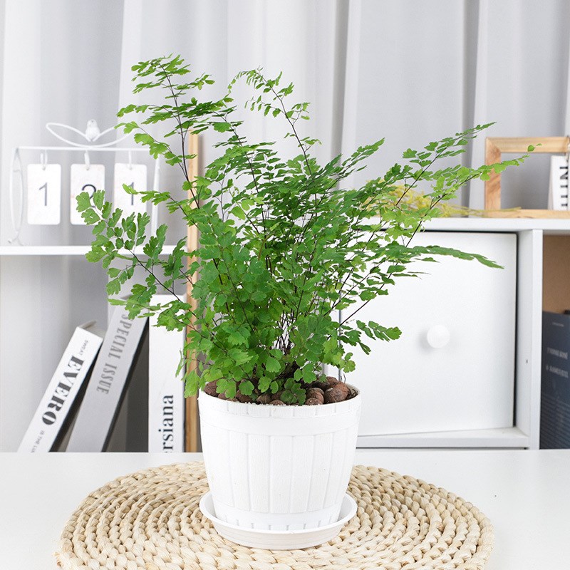 速发蕨类植四铁线蕨盆栽驱蚊狼尾蕨鸟巢蕨铁植草物季常青室内喜阴