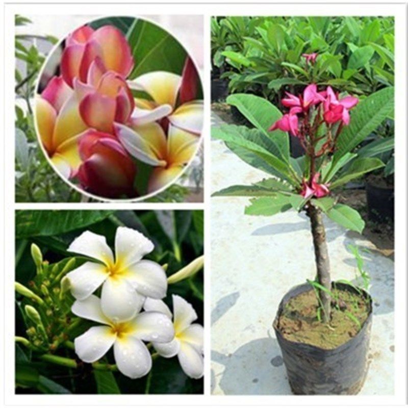 速发花卉盆栽 缅栀子蛋黄花树鸡 花蛋成院植物 易庭活包邮