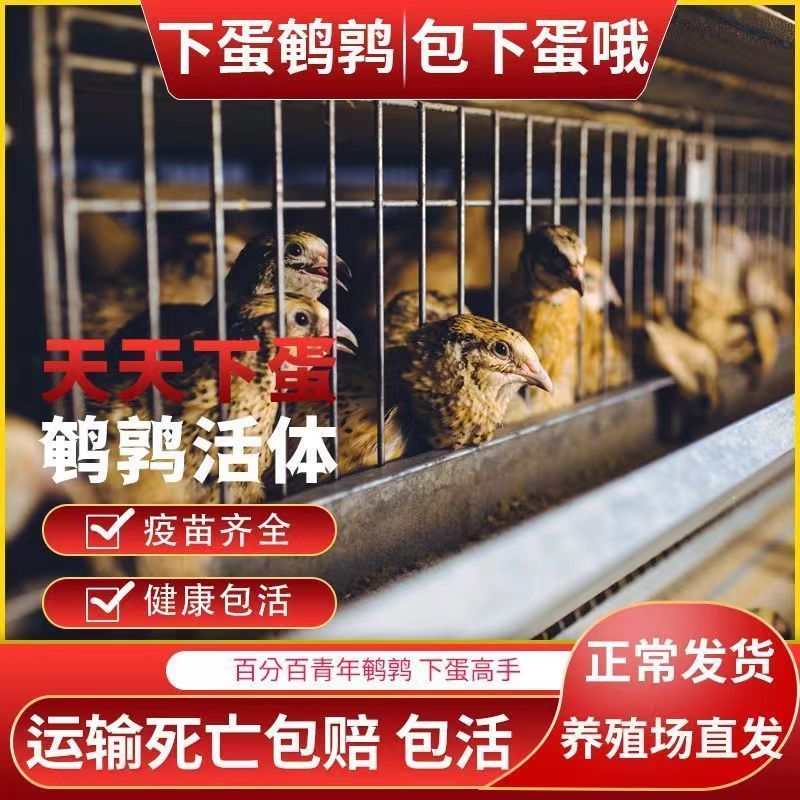 速发鹌鹑活苗下蛋繁殖鹌鹑家养鸡苗台养活物黄羽沙维鹌鹑鸟活物