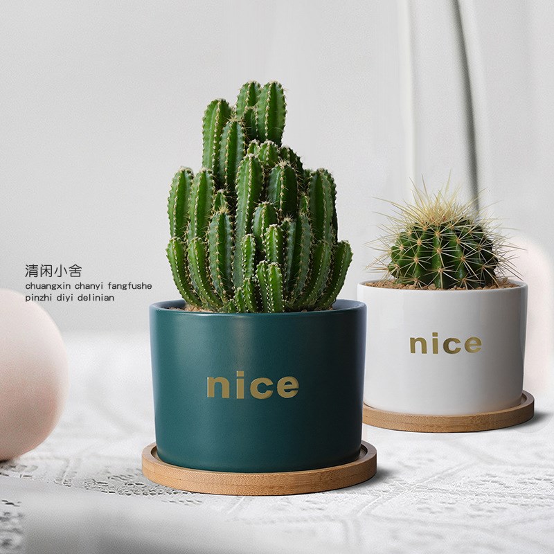 速发琥山仙人掌室内小盆栽办公室桌面金重仙人球多肉花卉绿植