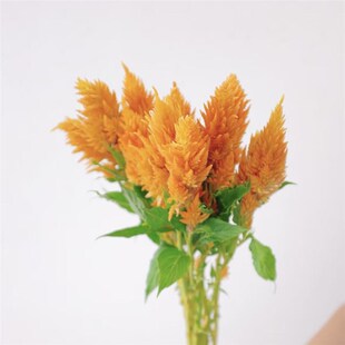 速发橙色节尾花水养植居红色办公室室内装饰物家凤日礼物云南直发