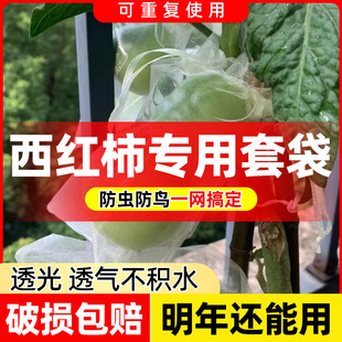 速发西红柿套袋专用袋番茄圣果尼龙网袋保护袋洋虫柿果蔬防子防鸟