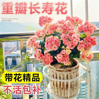 速发长寿花盆栽重瓣大耐花苗四季开花植花花卉室内台庭院物寒带花