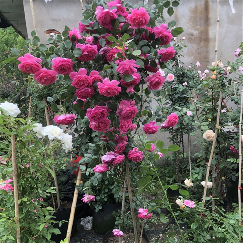 速发爬藤月季粉龙夏洛特大苗庭院花墙蔷薇花苗多季开花卉木香浓架