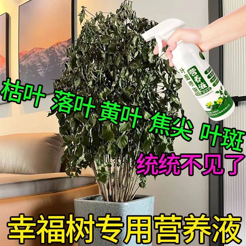 速发花草营养福施用幸液树专用营养液促芽促生长幸福树叶面喷通免,鲜花速递/花卉仿真/绿植园艺,家庭园艺肥料,淘宝优惠券,粉丝福利购,淘宝优惠卷