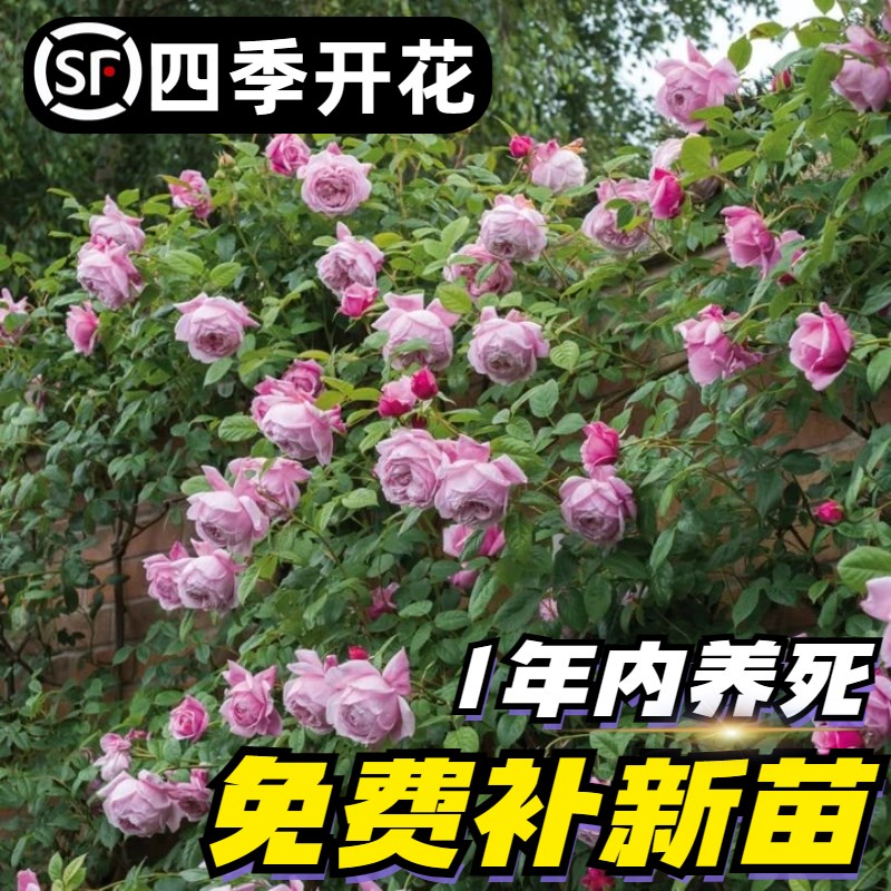速发蔷薇花苗爬藤四季藤本月大季苗庭院爬墙植物好养玫瑰盆自栽由