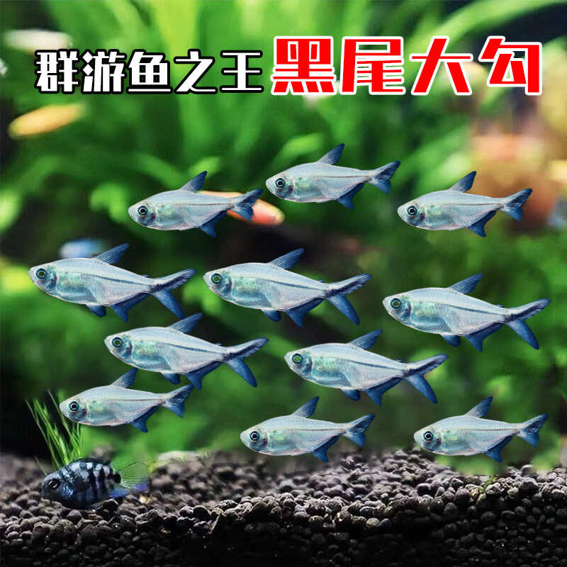 速发黑尾大勾鱼观赏鱼热带鱼群游鱼小型观赏鱼红绿灯鱼好养耐活淡