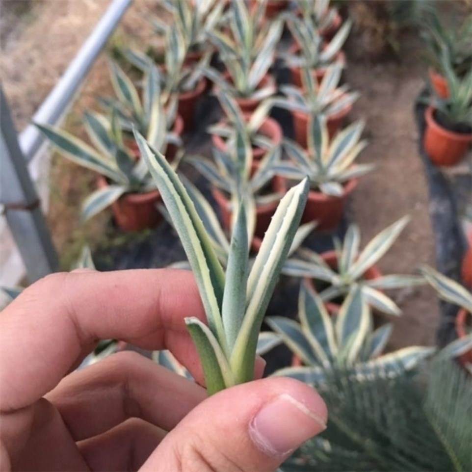 速发金边龙舌兰鲸物世之雪蓝植龙舌兰笹之盆龙舌兰好看的多肉植物