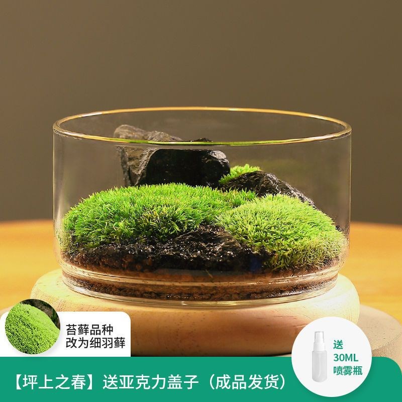 速发苔藓生态瓶闷养微景观盆好发货桌面好养创意微种苔藓摆件缩景