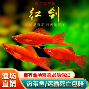 红箭鱼活体观赏鱼高鳍红箭剑尾鱼热带宠物鱼朱沙刀公活体鱼包活