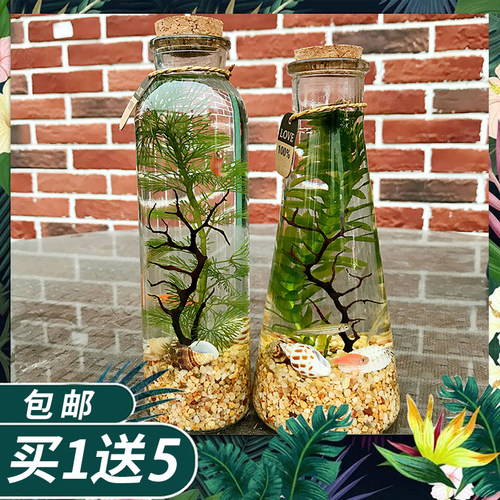 迷你金鱼价格 迷你金鱼图片 星期三