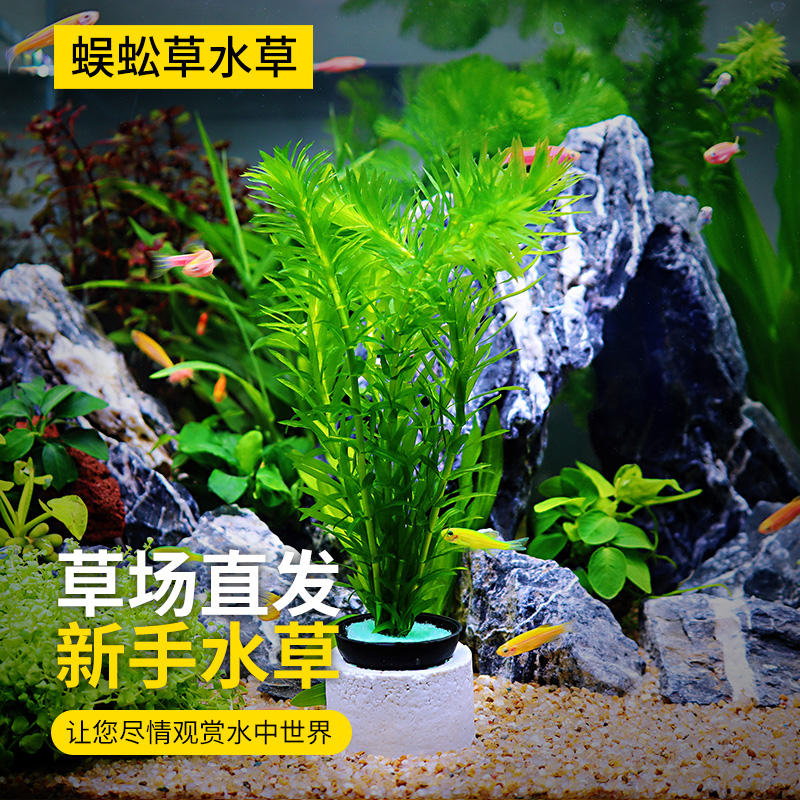 鱼缸造景后景真水草活体生态瓶蜈蚣草缸装饰金鱼藻类植物有茎类