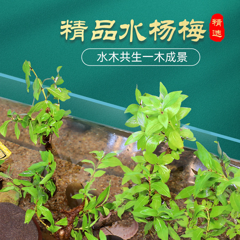 水杨梅鱼缸造景装饰水草活体生桩水景缸水陆缸造景野采树桩水培土
