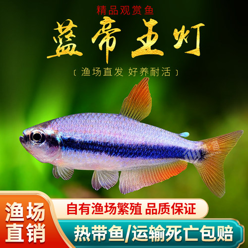 蓝帝王灯南美热带观赏鱼蓝国王灯皇后灯蓝帝提灯群游好养红绿灯鱼