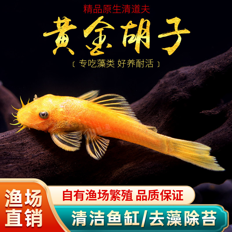 黄金胡子鱼大帆清道夫蓝眼胡子24K红眼清道夫除藻工具活鱼清洁鱼