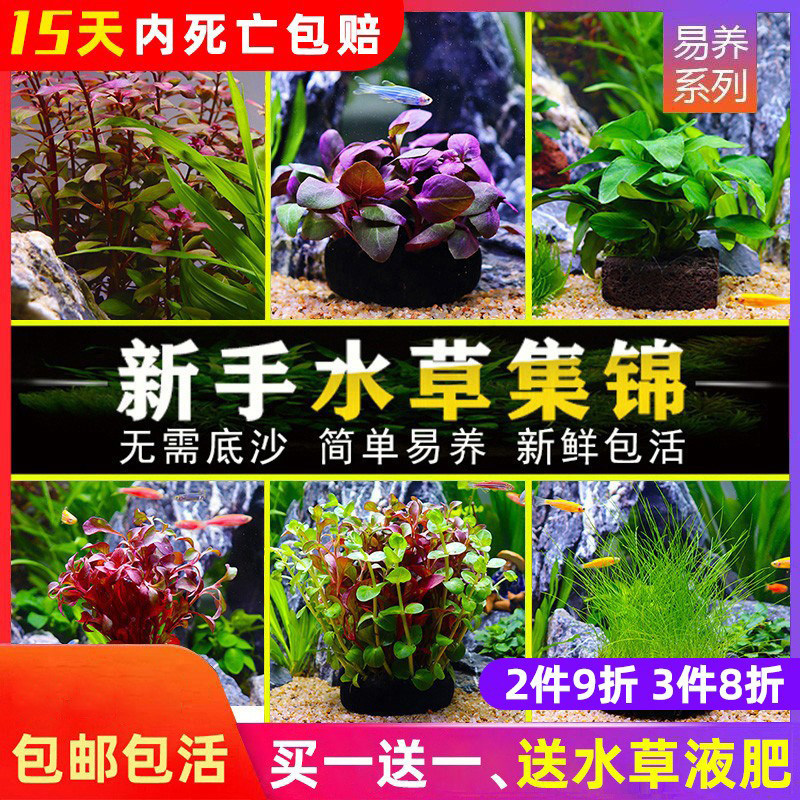 鱼缸中后景活体水草淡水懒人造景红波大叶九冠绿宫廷类坨草易活