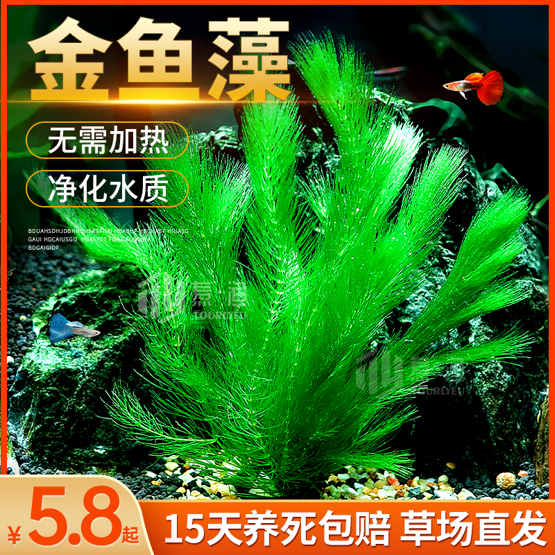 金鱼藻水草淡水水族箱鱼缸造景挂卵繁殖降低氨氮净化水质好养易活