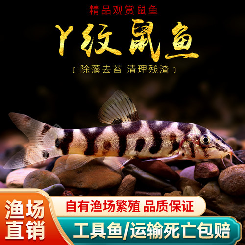 Y纹鼠鱼小型鱼沙鳅银河潜水艇战舰鼠清理底床y鼠鱼翻砂工具鱼活体