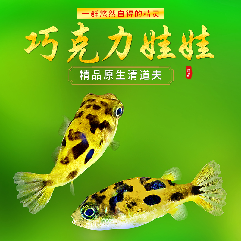 工具鱼淡水除螺小能手