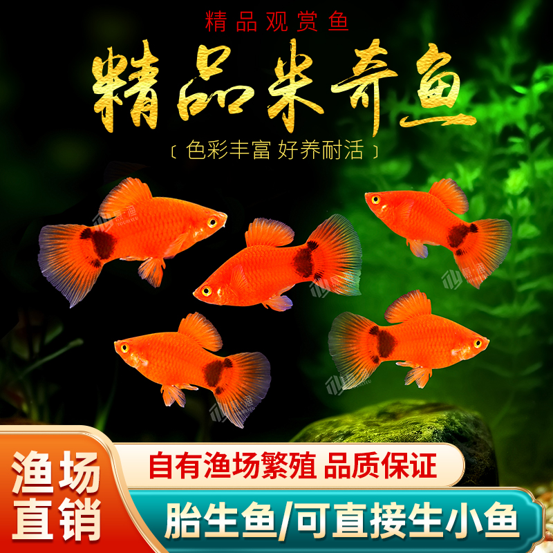红米奇鱼胎生鱼小型鱼活体热带观赏鱼玛丽鱼孔雀鱼耐养红箭月光鱼