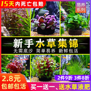 鱼缸红波大叶九冠绿宫廷易活