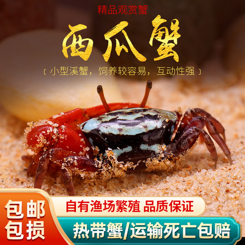观赏蟹西瓜蟹淡水宠物蟹