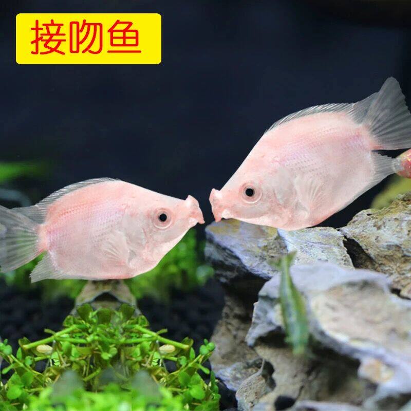 Kiss the fish Kissing Fish living thing Pet fish Tropical Fish Ornamental fish Meng Meng fish tank Aquarium Mini Freshwater fishin the Pet/Pet food and supplies , Aqua World , Fish  category - from Buy2taobao.com to provide professional Taobao agent buy service