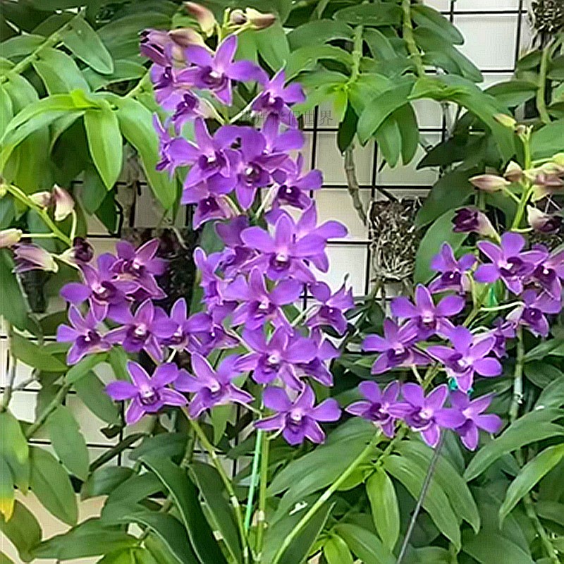 基地直发秋石斛紫松鼠贵妃中大花石斛兰花盆栽洋兰花苗不带花苞