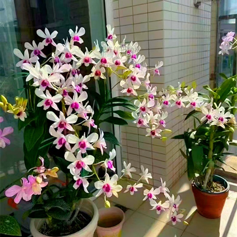 秋石斛集合克拉恋人静夜贵妃中大花石斛兰盆栽洋兰花苗不带花苞