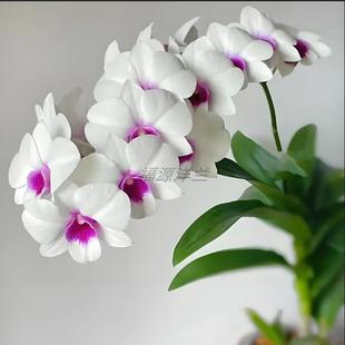 新品紫色秋石斛兰红猫石斛盆栽洋兰花卉中大花石斛盆栽洋兰绿植苗
