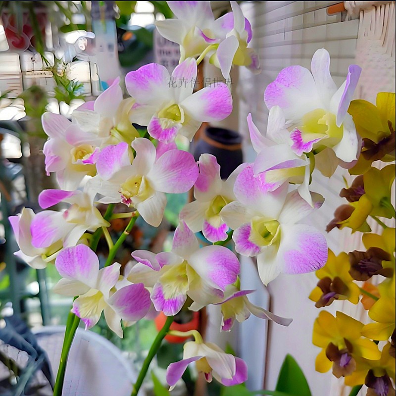 名贵秋石斛兰胭脂冬带花好养易活室内外窗台客厅开花花卉绿植