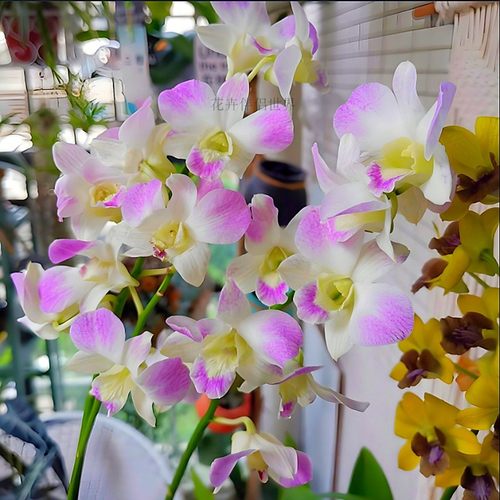 名贵秋石斛兰胭脂冬带花好养易活室内外窗台客厅开花花卉绿植