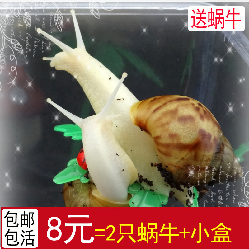 蜗牛宠物白玉蜗牛活体美容大蜗牛教学蜗牛上课科学实验幼儿园