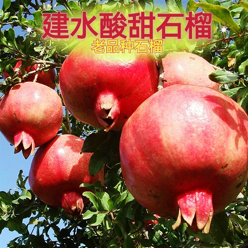 云南建水酸甜石榴酸甜可口孕妇可食用硬子石榴老品种老树酸甜石榴