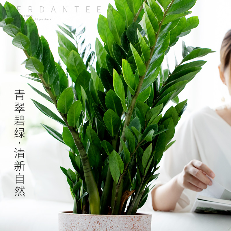 金钱树盆栽植物室内钱串子大盆四季常青j办公室客厅观叶绿植发财