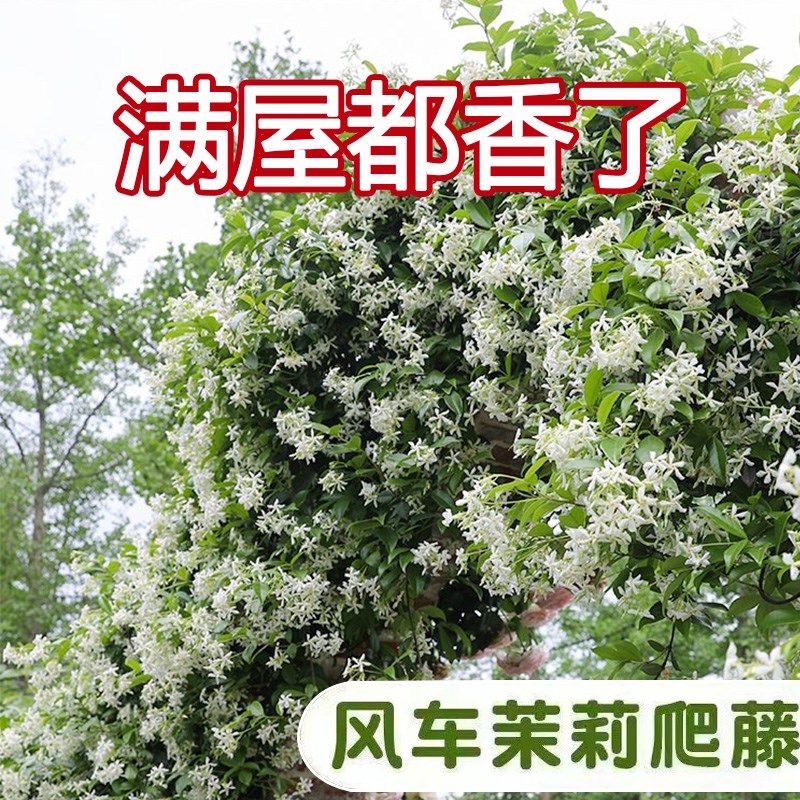 速发风车茉藤爬莉植垂物丝络石藤四季开花苗室内台花卉盆栽常青绿