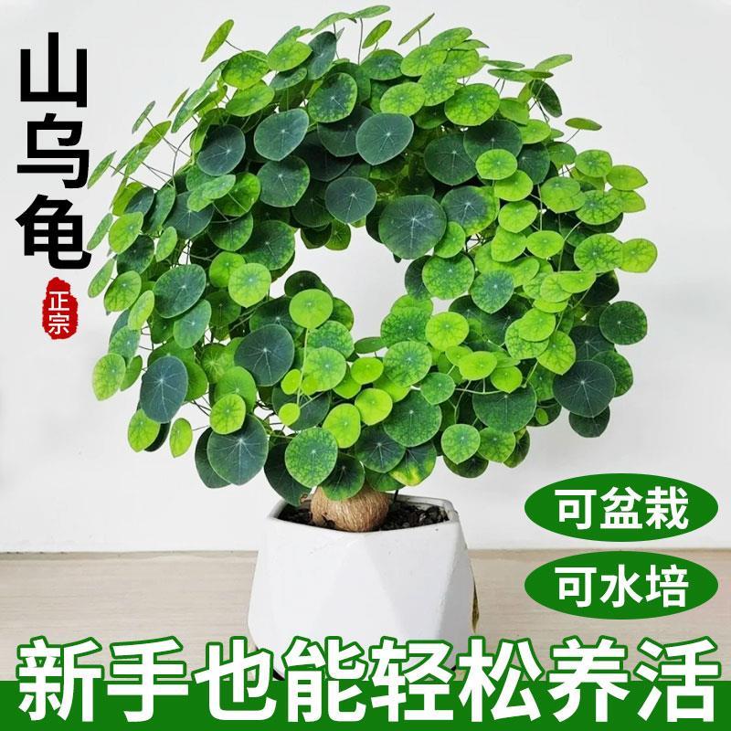速发换乌龟爬藤植物种不山金球盆栽红藤圆叶室内台观叶水培好养绿