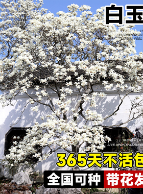 速发白玉兰带花苞大树植物花卉盆别庭院栽墅紫玉四广玉兰兰季常青